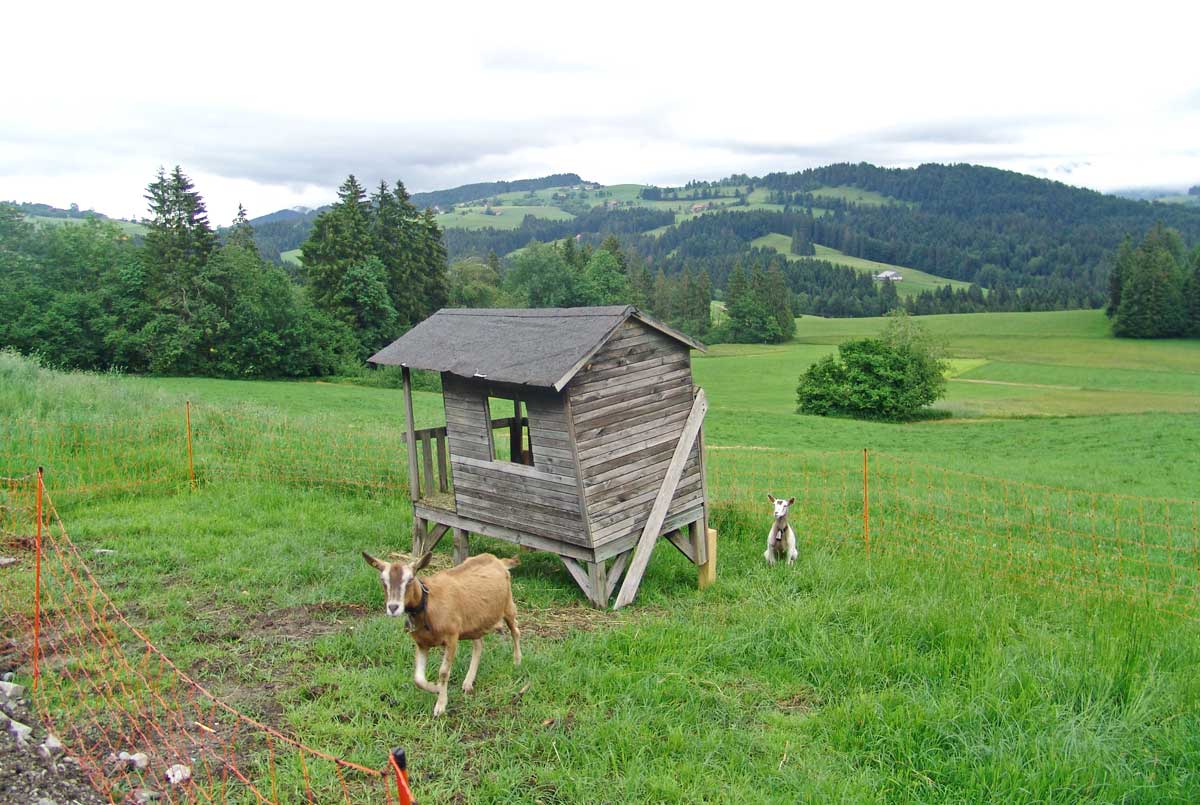Unsere Ziegen