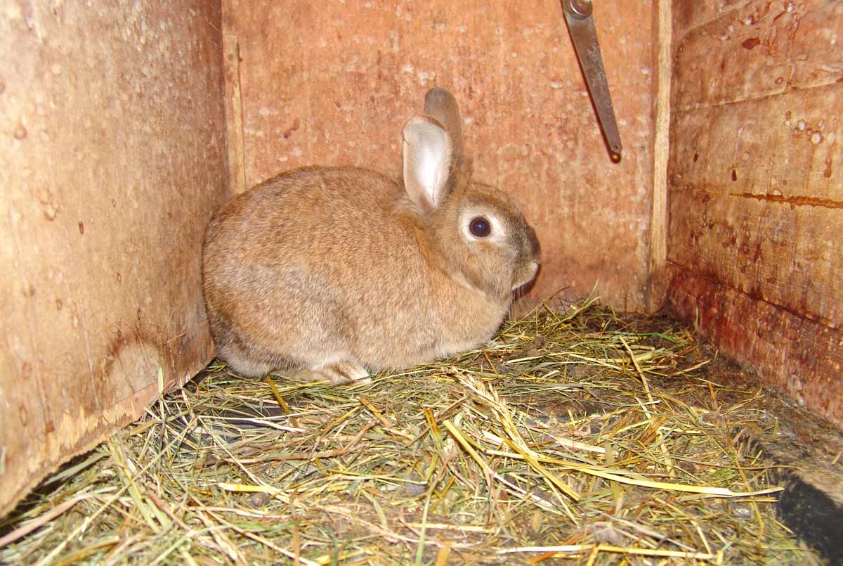 Unsere Hoftiere