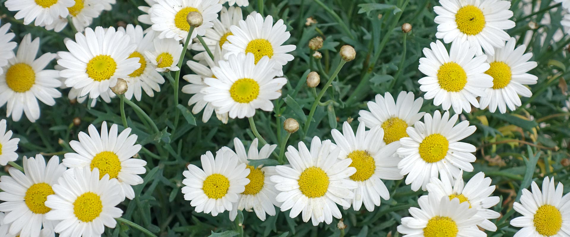 Frische Margeriten