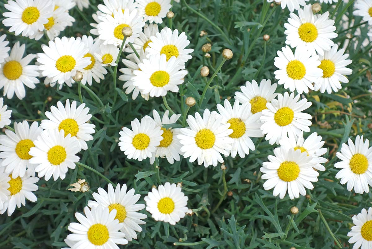 Blumen