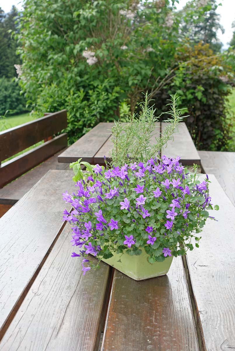 Blumen im Garten