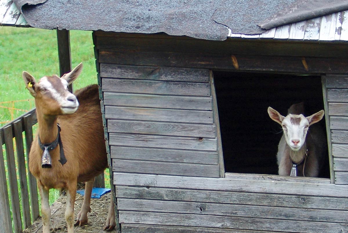 Unsere Ziegen wollen gefüttert werden