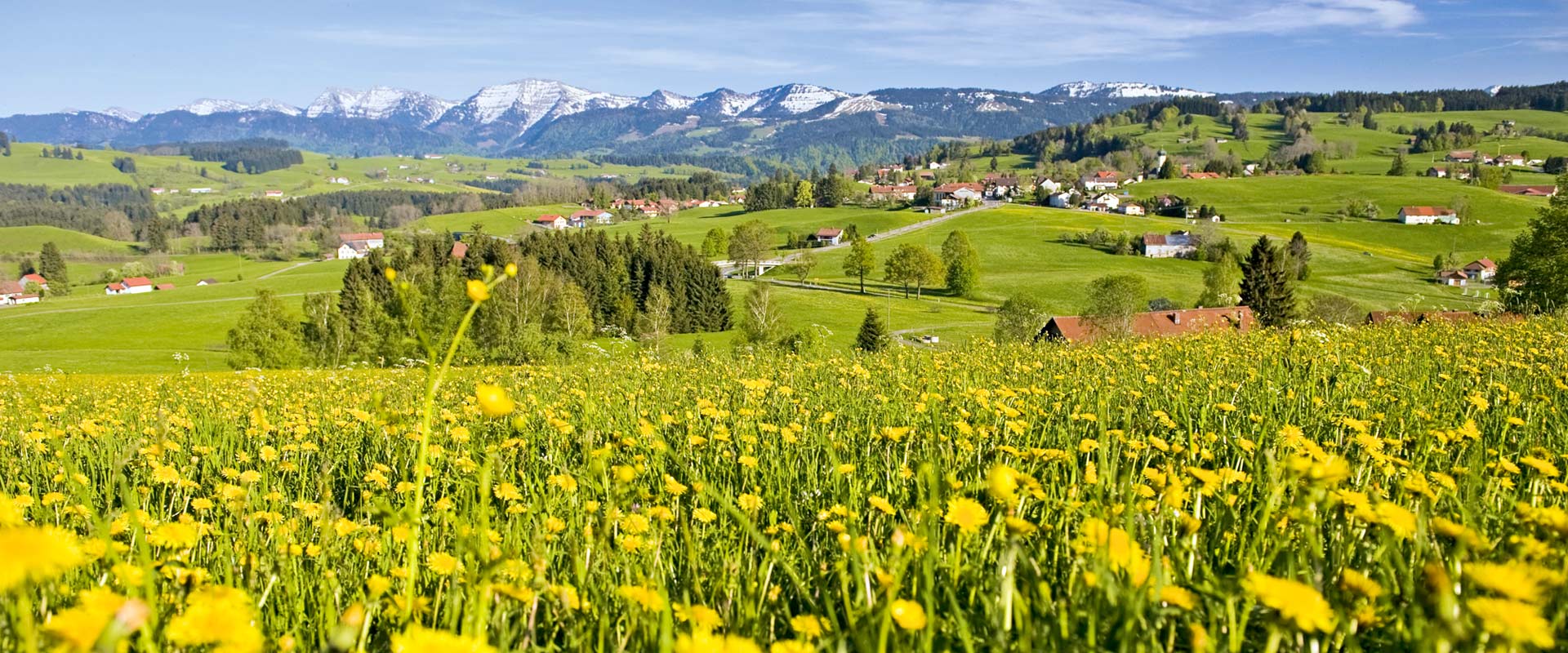 Loewenzahnwiese Mit Bergblick 1920x800k